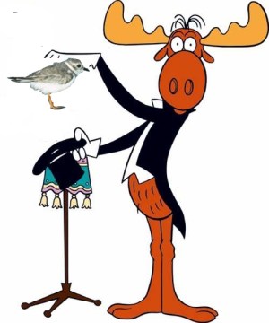 dogblog-bullwinkle-ppl