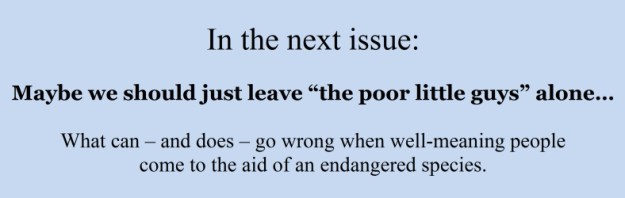 dogblog-comming attr