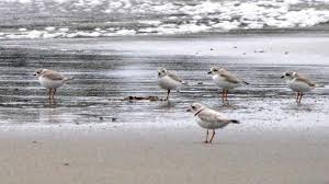 dogblog-ppls at beach