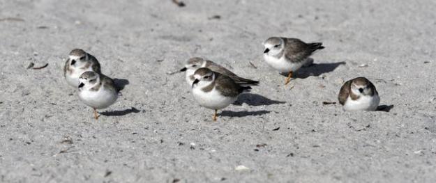 Piping Plovers mingle on Key Biscayne. WALTER MICHOT / MIAMI HERALD STAFF.