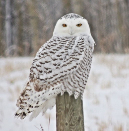 The markings on the owl I saw weren't quite as pronounced as on this one.