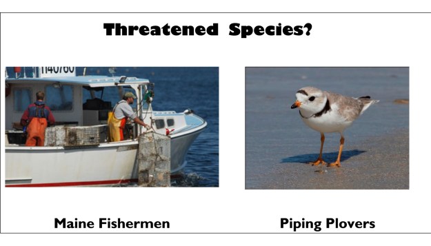 dogblog-threatened species