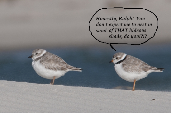 dogblog--two plovers