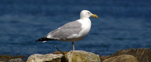 dogblog--seagull